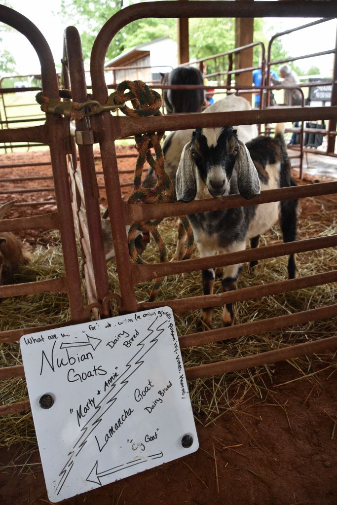 mimosa farm 2019 151 (683x1024).jpg